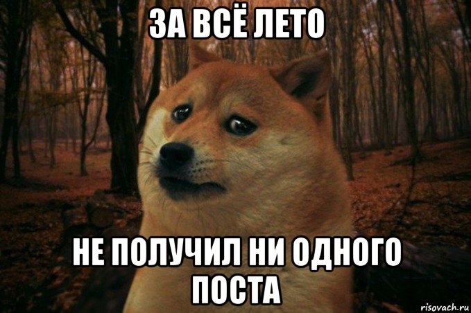 за всё лето не получил ни одного поста, Мем SAD DOGE