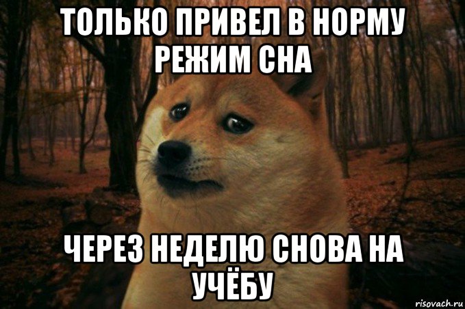 только привел в норму режим сна через неделю снова на учёбу, Мем SAD DOGE