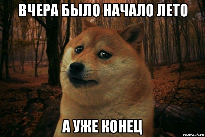 вчера было начало лето а уже конец, Мем SAD DOGE