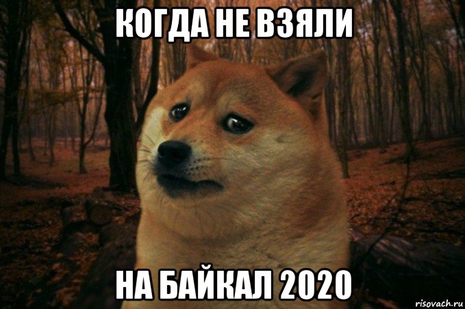 когда не взяли на байкал 2020, Мем SAD DOGE