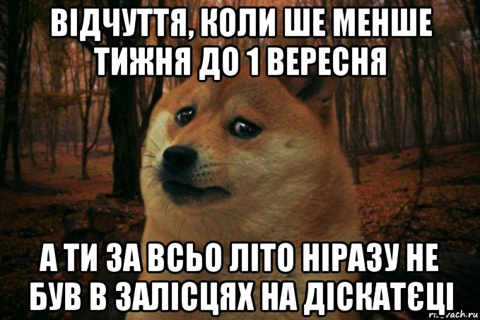 відчуття, коли ше менше тижня до 1 вересня а ти за всьо літо ніразу не був в залісцях на діскатєці, Мем SAD DOGE