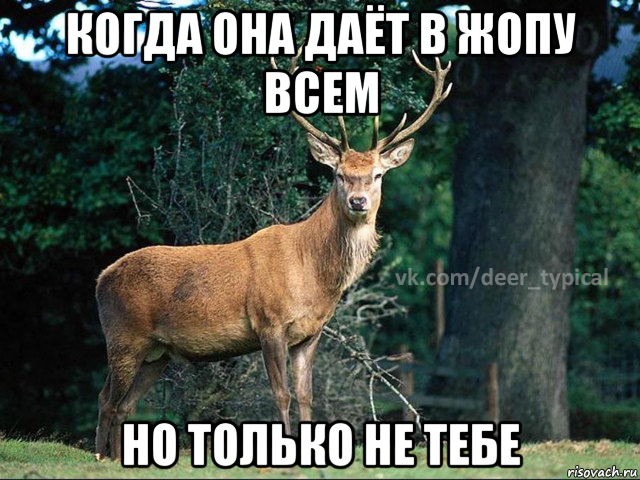 когда она даёт в жопу всем но только не тебе, Мем Паблик Типичный олень