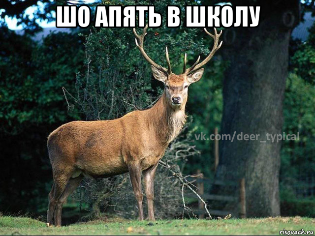 шо апять в школу , Мем Паблик Типичный олень