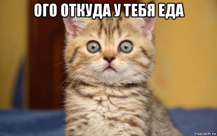 ого откуда у тебя еда 