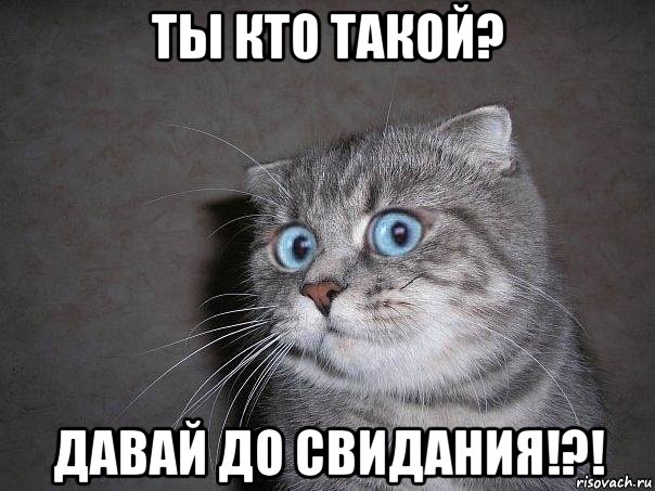 ты кто такой? давай до свидания!?!, Мем  удивлённый кот