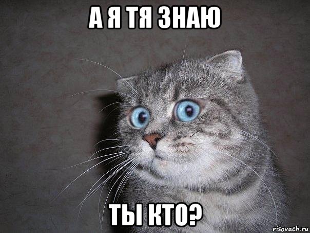 а я тя знаю ты кто?, Мем  удивлённый кот