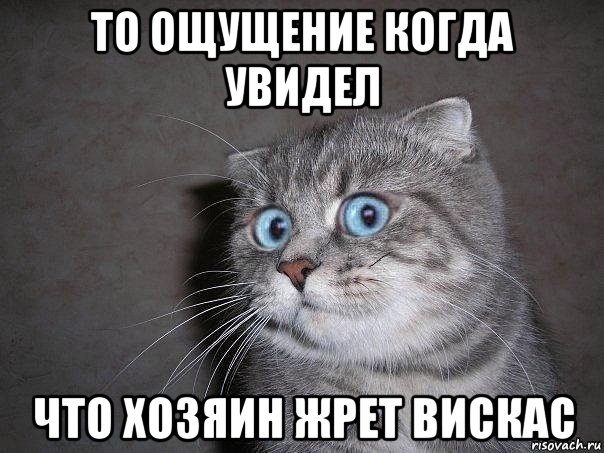 то ощущение когда увидел что хозяин жрет вискас, Мем  удивлённый кот