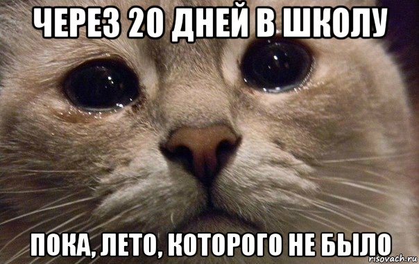 через 20 дней в школу пока, лето, которого не было, Мем   В мире грустит один котик