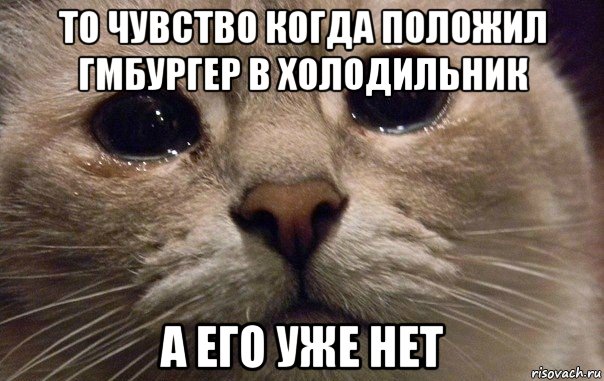 то чувство когда положил гмбургер в холодильник а его уже нет, Мем   В мире грустит один котик