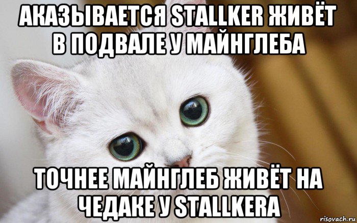 аказывается stallker живёт в подвале у майнглеба точнее майнглеб живёт на чедаке у stallkerа, Мем  В мире грустит один котик