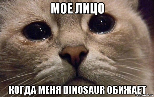 мое лицо когда меня dinosaur обижает, Мем   В мире грустит один котик