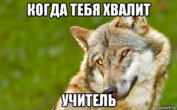 когда тебя хвалит учитель, Мем   Volf