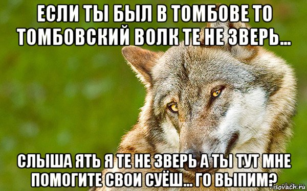 если ты был в томбове то томбовский волк те не зверь... слыша ять я те не зверь а ты тут мне помогите свои суёш... го выпим?, Мем   Volf