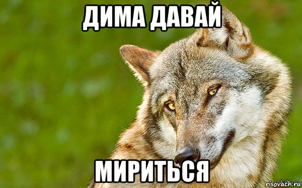 дима давай мириться, Мем   Volf