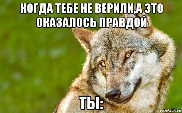 когда тебе не верили,а это оказалось правдой ты:, Мем   Volf