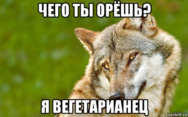 чего ты орёшь? я вегетарианец, Мем   Volf