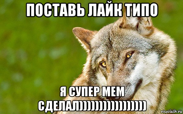 поставь лайк типо я супер мем сделал))))))))))))))))), Мем   Volf