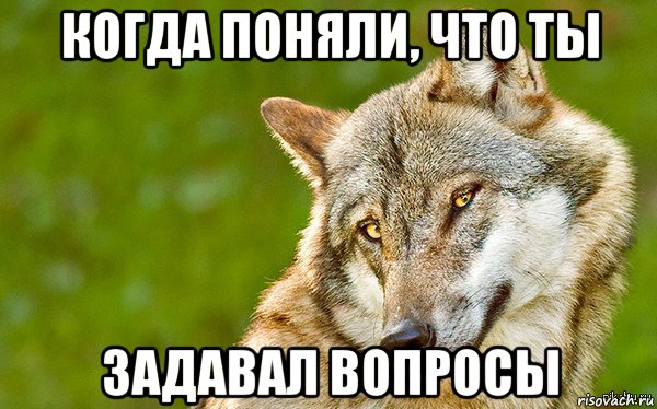 когда поняли, что ты задавал вопросы, Мем   Volf