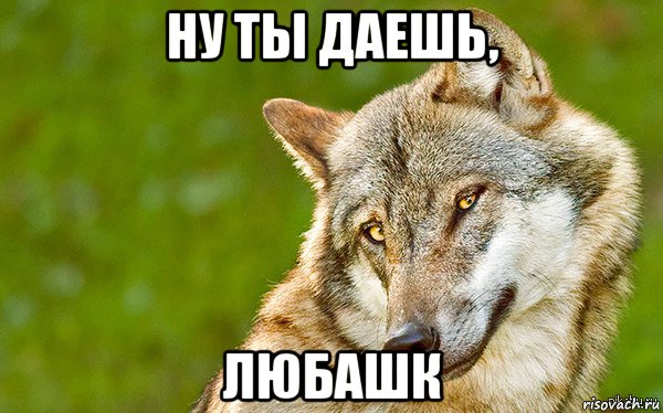 ну ты даешь, любашк, Мем   Volf