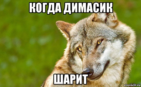 когда димасик шарит, Мем   Volf