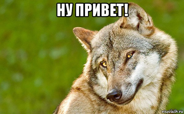 ну привет! , Мем   Volf