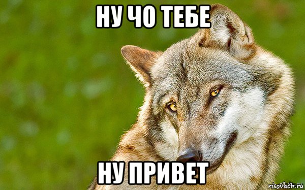 ну чо тебе ну привет, Мем   Volf