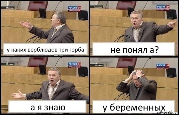 у каких верблюдов три горба не понял а? а я знаю у беременных, Комикс Жирик в шоке хватается за голову