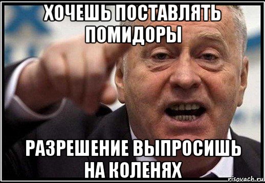 хочешь поставлять помидоры разрешение выпросишь на коленях, Мем жириновский ты