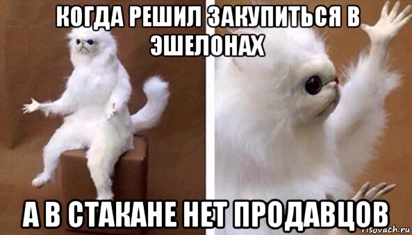 когда решил закупиться в эшелонах а в стакане нет продавцов, Мем Чучело кота