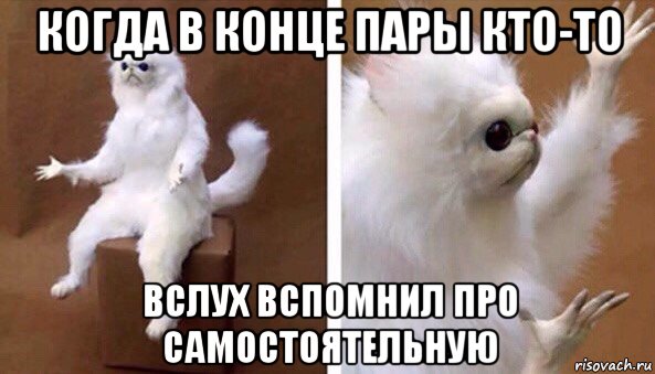 когда в конце пары кто-то вслух вспомнил про самостоятельную, Мем Чучело кота