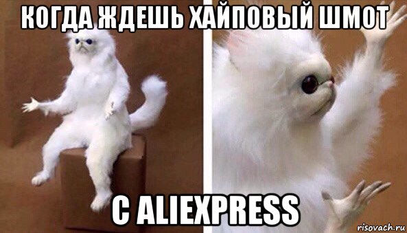 когда ждешь хайповый шмот с aliexpress, Мем Чучело кота