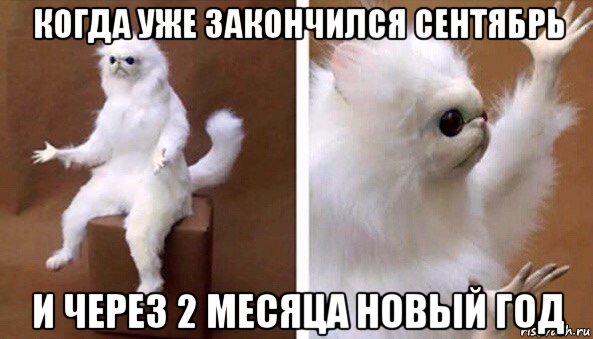 когда уже закончился сентябрь и через 2 месяца новый год, Мем Чучело кота