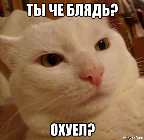 ты че блядь? охуел?, Мем Дерзкий котэ