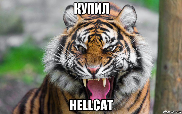 купил hellcat, Мем ДЕРЗКИЙ ТИГР