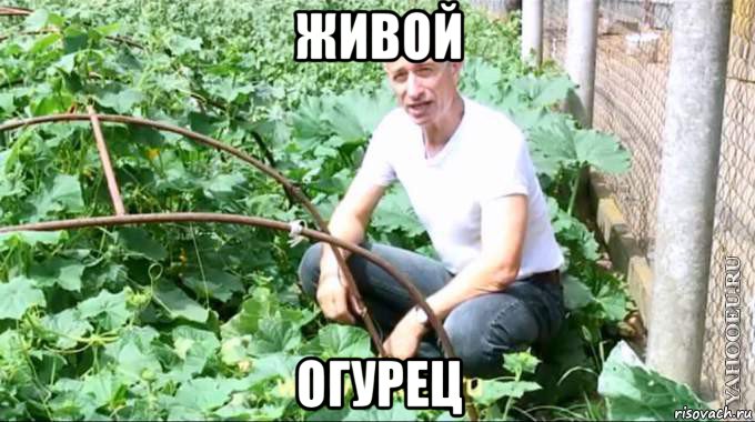 живой огурец, Мем  Доктор попов