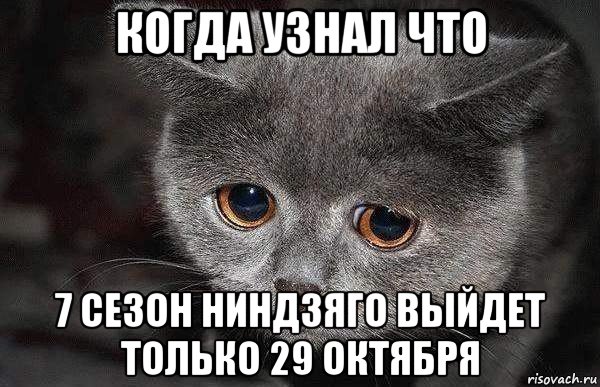 когда узнал что 7 сезон ниндзяго выйдет только 29 октября, Мем  Грустный кот