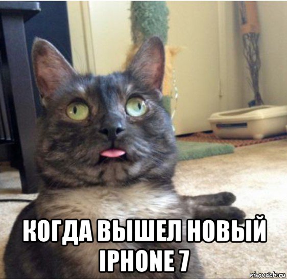  когда вышел новый iphone 7, Мем   Кот завис