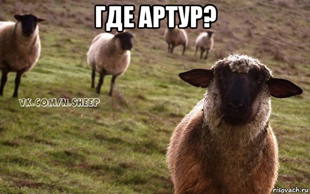 где артур? , Мем  Наивная Овца