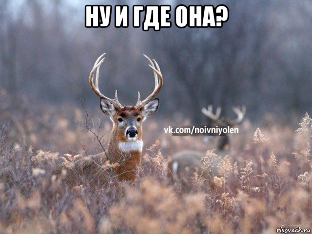 ну и где она? , Мем Наивный Олень vk