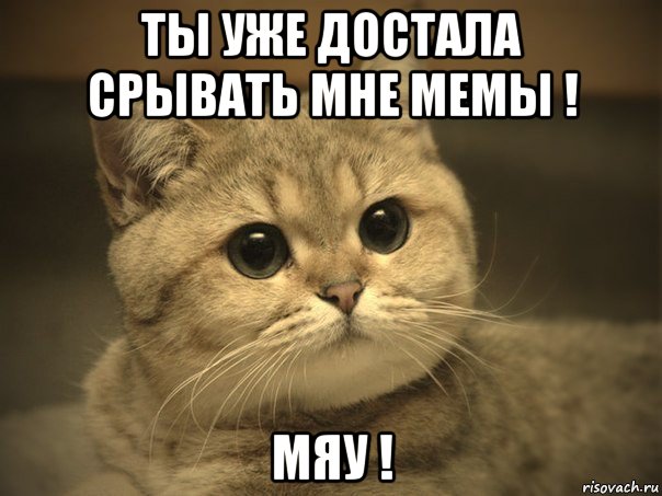 ты уже достала срывать мне мемы ! мяу !, Мем Пидрила ебаная котик