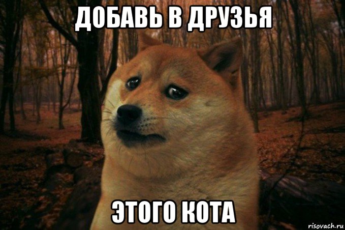 добавь в друзья этого кота, Мем SAD DOGE