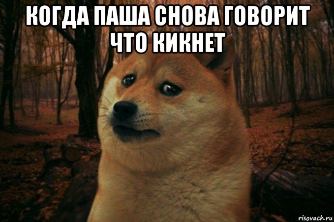 когда паша снова говорит что кикнет , Мем SAD DOGE