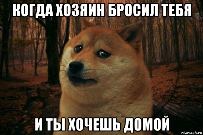 когда хозяин бросил тебя и ты хочешь домой, Мем SAD DOGE