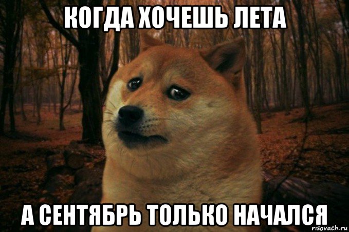 когда хочешь лета а сентябрь только начался, Мем SAD DOGE