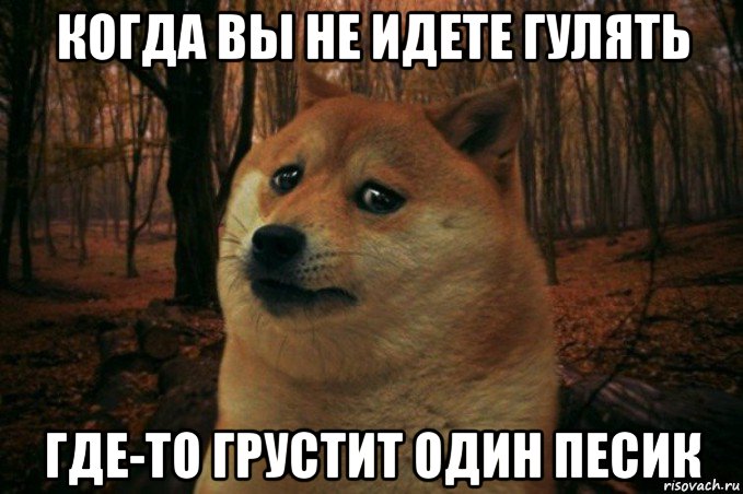 когда вы не идете гулять где-то грустит один песик, Мем SAD DOGE