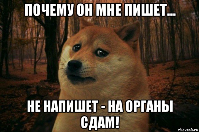 почему он мне пишет... не напишет - на органы сдам!, Мем SAD DOGE