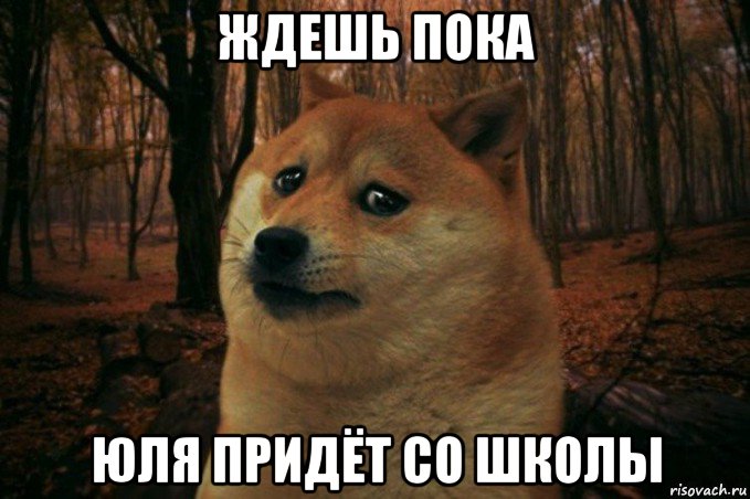 ждешь пока юля придёт со школы, Мем SAD DOGE