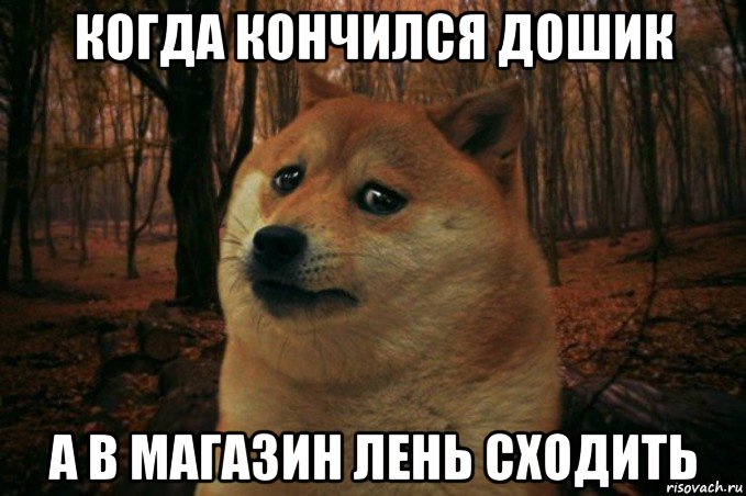 когда кончился дошик а в магазин лень сходить, Мем SAD DOGE