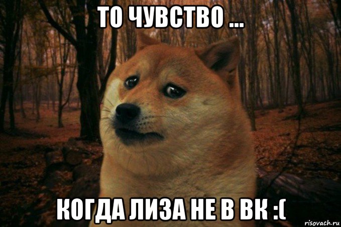 то чувство ... когда лиза не в вк :(, Мем SAD DOGE