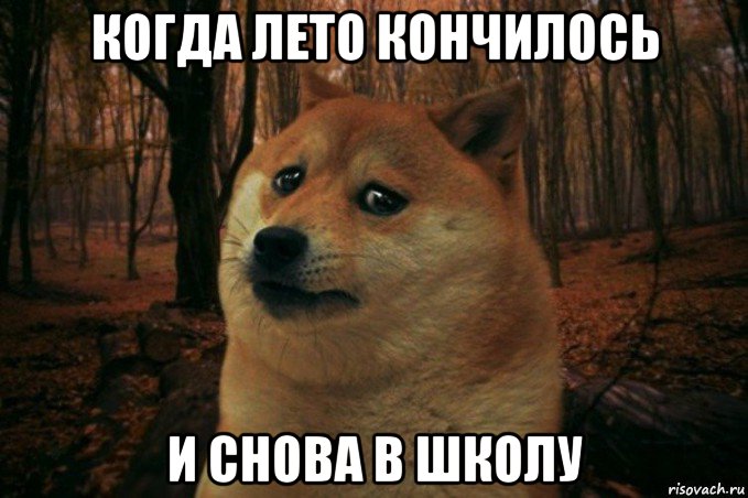 когда лето кончилось и снова в школу, Мем SAD DOGE